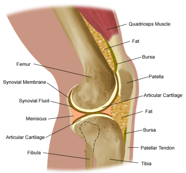 knee anatomy diagram