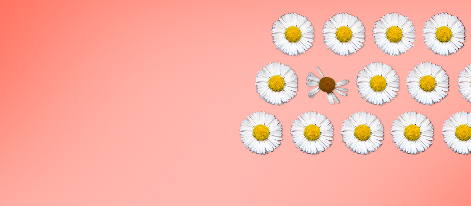 Daisy flowers concept