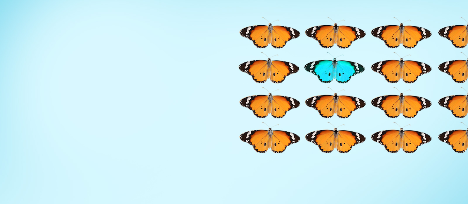 Group of butterflies concept