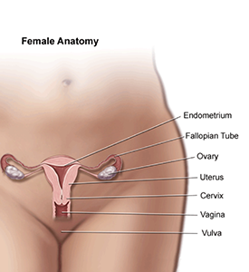 anatomy diagram