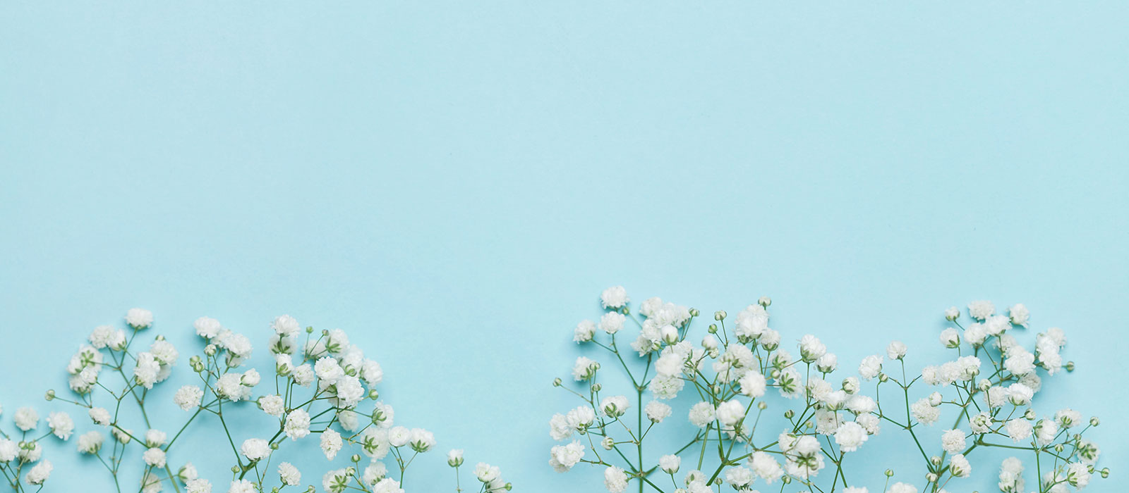 flowers on blue background