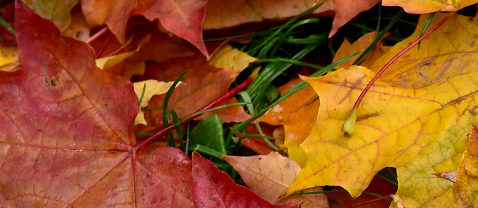 fall leaves