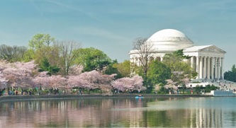 cherry blossoms