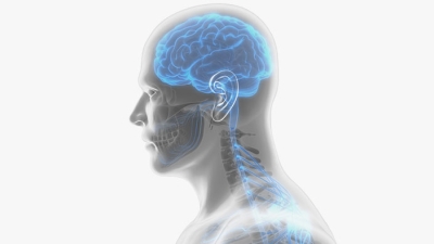 Illustration of brain and spine area of mans body