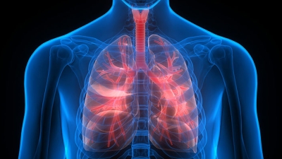 lungs
