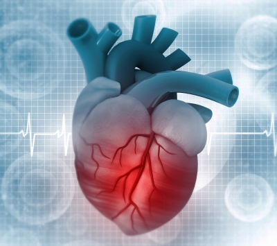 iStock illustration of human heart