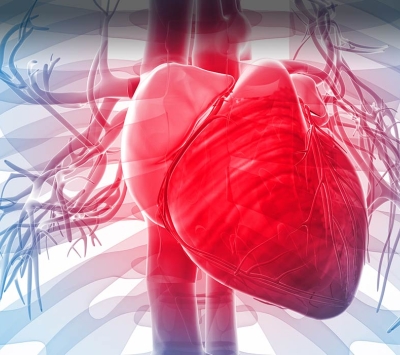 3D rendering of vascular system