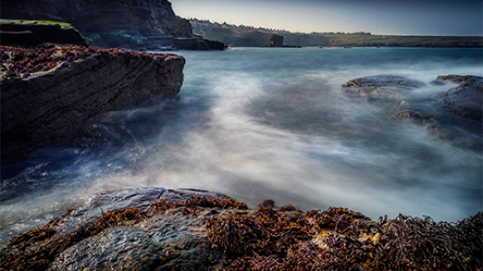 rocks and seaweed
