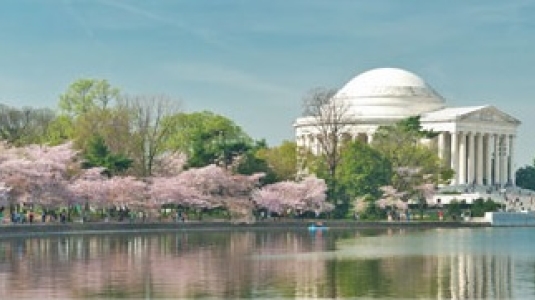 cherry blossoms